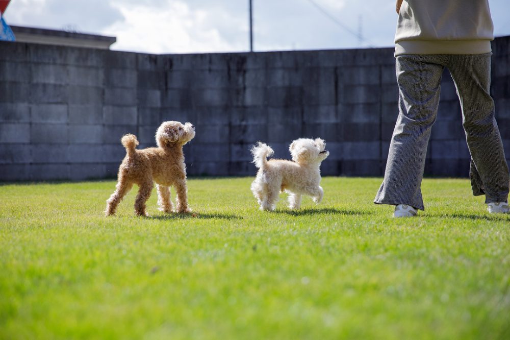 愛犬と遊べる豊かな芝生のお庭｜施工事例｜岡山倉敷の工務店アイムの家